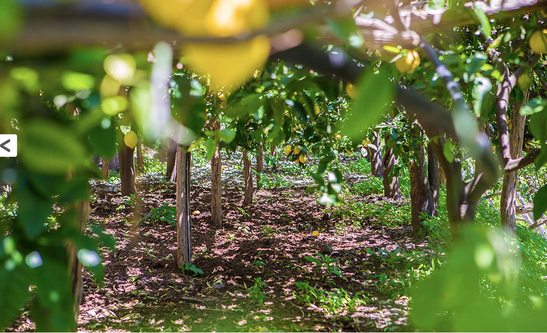 Horseback Riding + Lemon Grove Tour on the Amalfi Coast