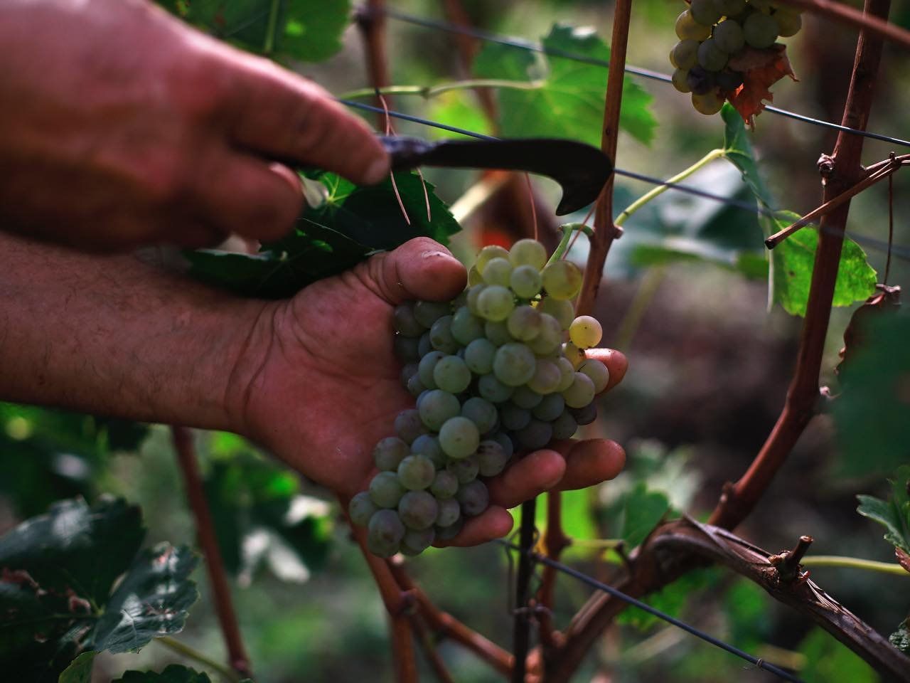 Tour dei vigneti e degustazione di vini a Ischia