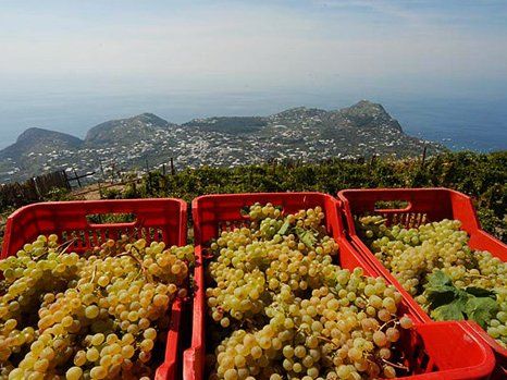 Tour dei vigneti e degustazione di vini a Ischia