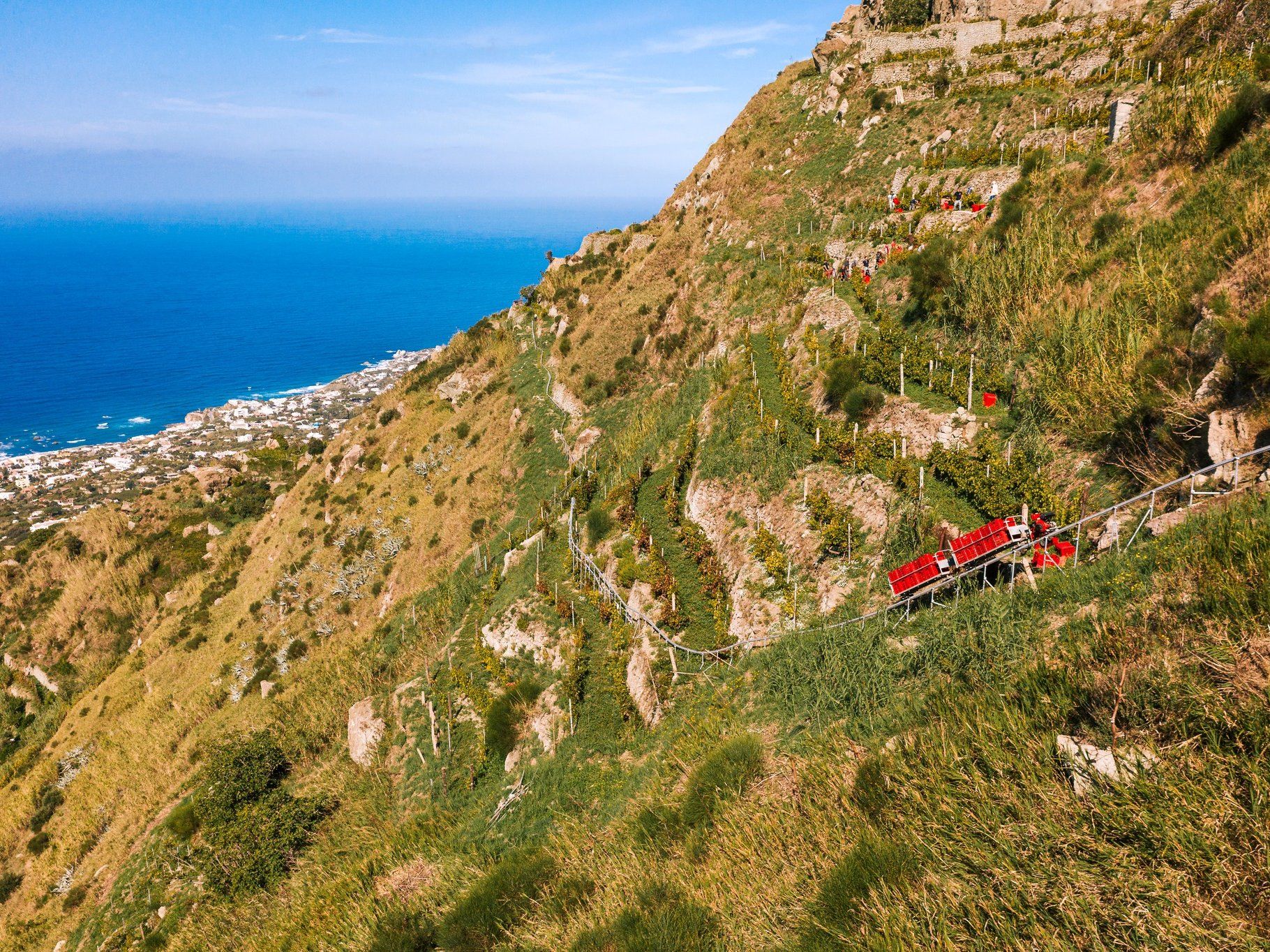Tour dei vigneti e degustazione di vini a Ischia