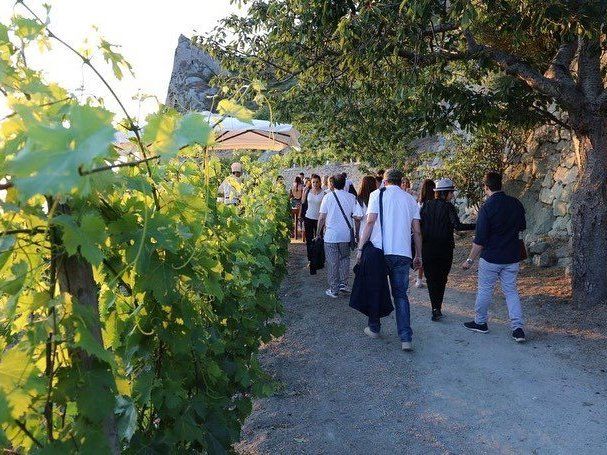 Tour dei vigneti e degustazione di vini a Ischia