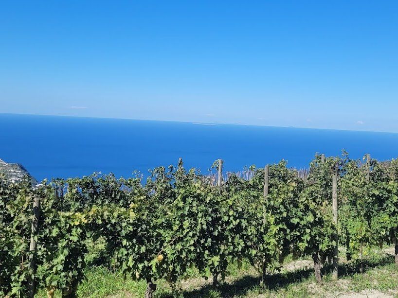 Tour dei vigneti e degustazione di vini a Ischia