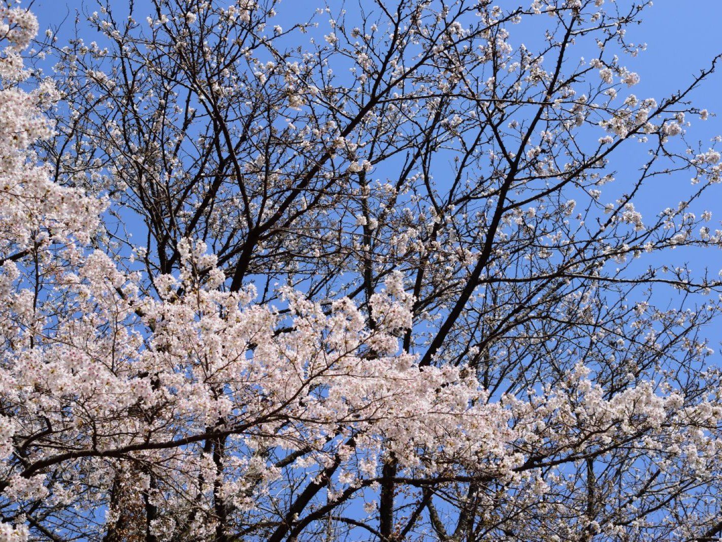 Countryside Japanese Home: Traditional Sweets Making Experience