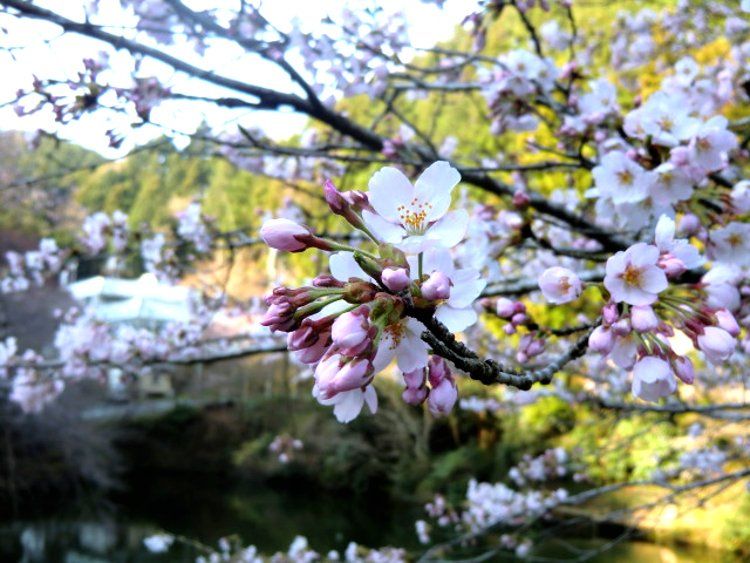 Countryside Japanese Home: Traditional Sweets Making Experience