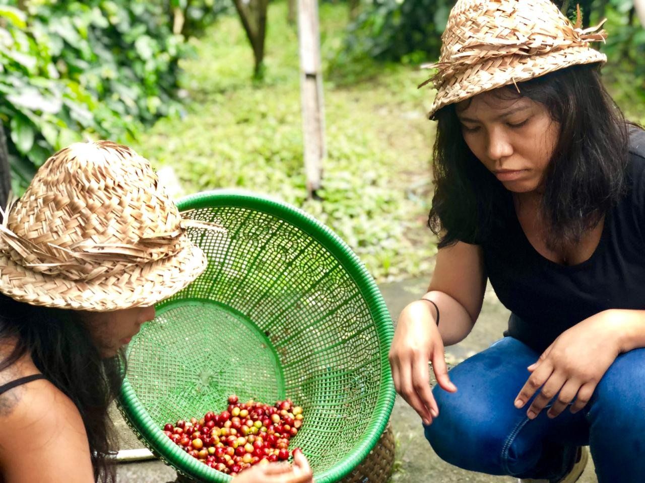 Balinese Coffee Brewing and Farm Tour with Lunch
