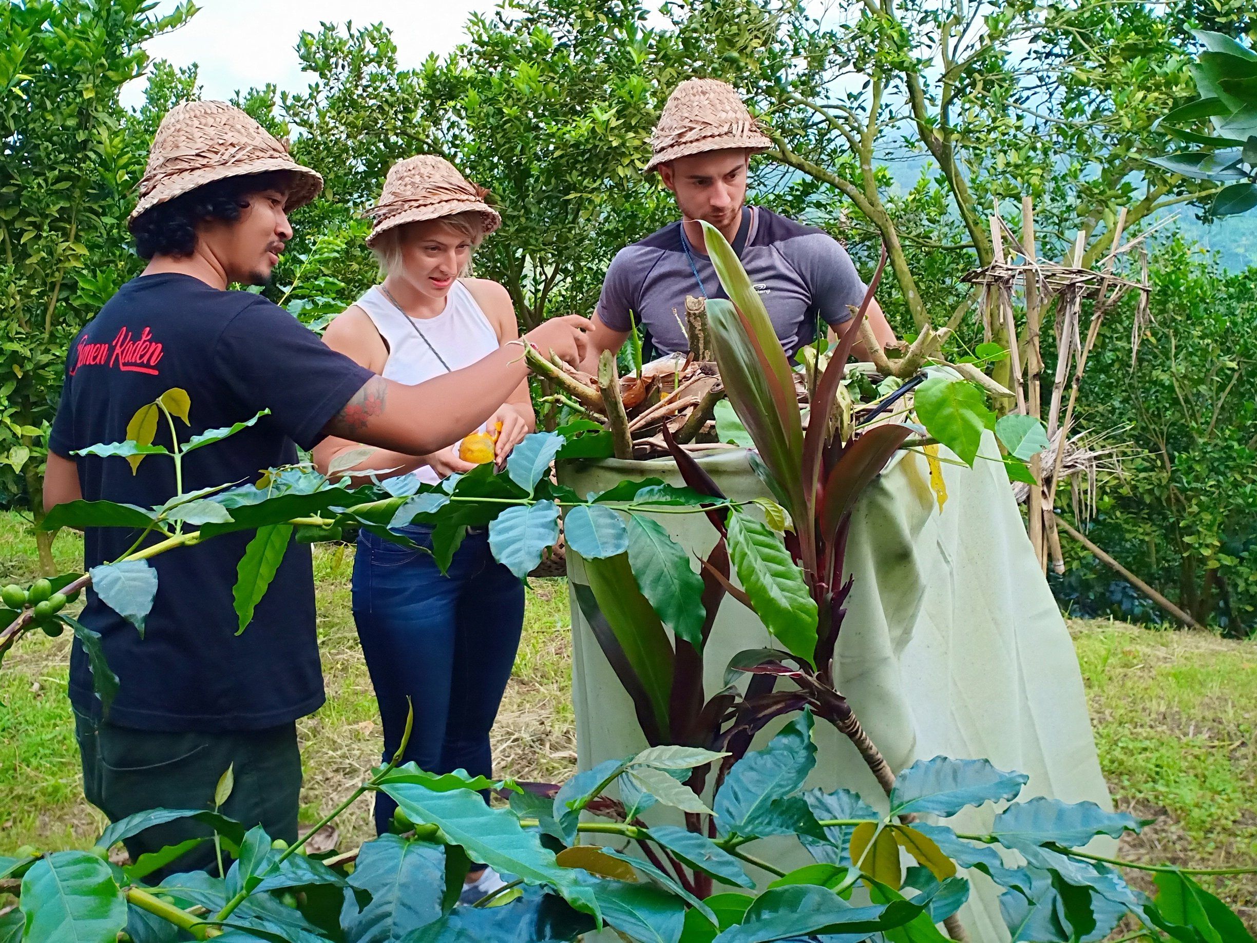 Balinese Coffee Brewing and Farm Tour with Lunch