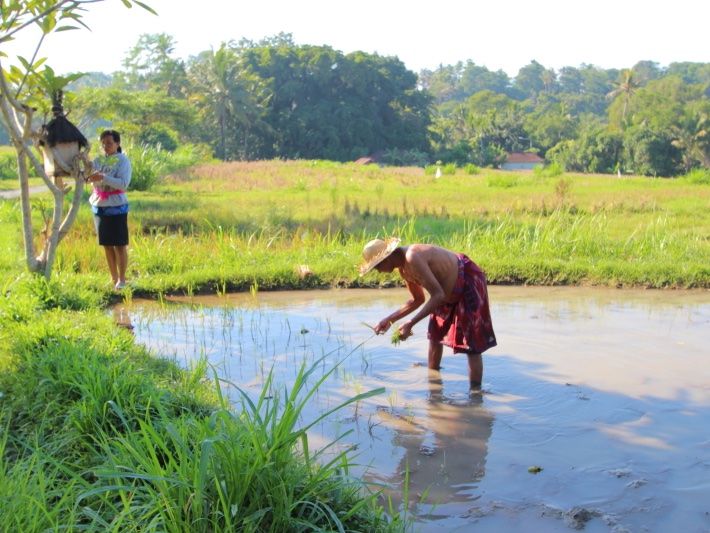 Explore the Balinese Rural Life through Cooking