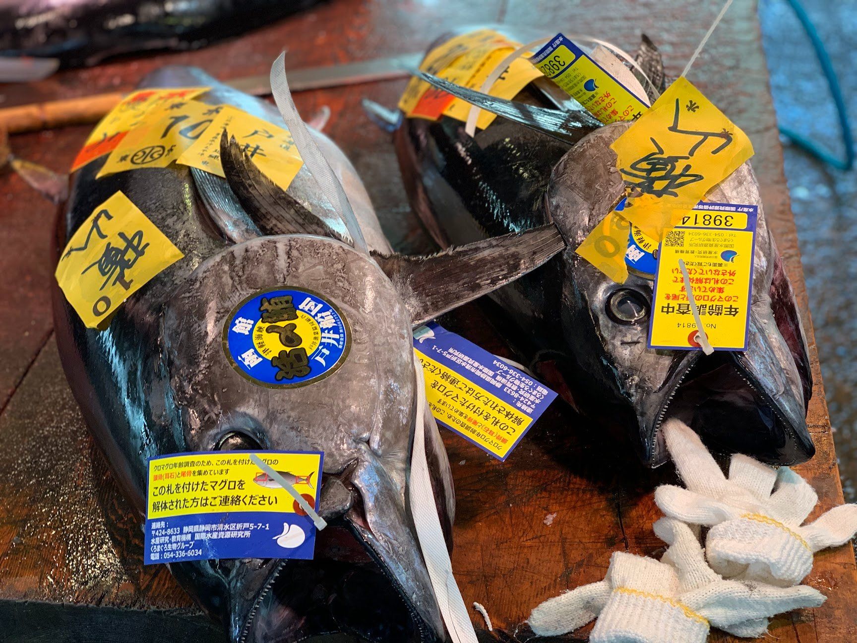 Tokyo Fish Market Tour + Craft Japanese Nigiri Sushi