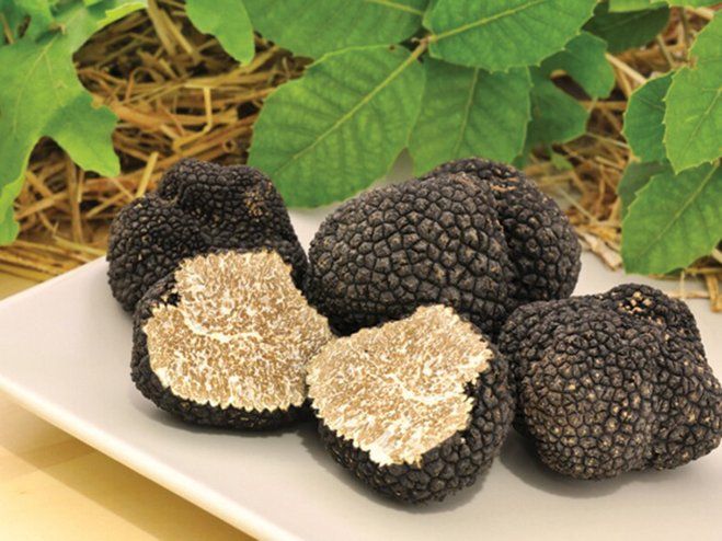 Truffle Hunting & Tasting: A Sensory Journey Through Tuscany