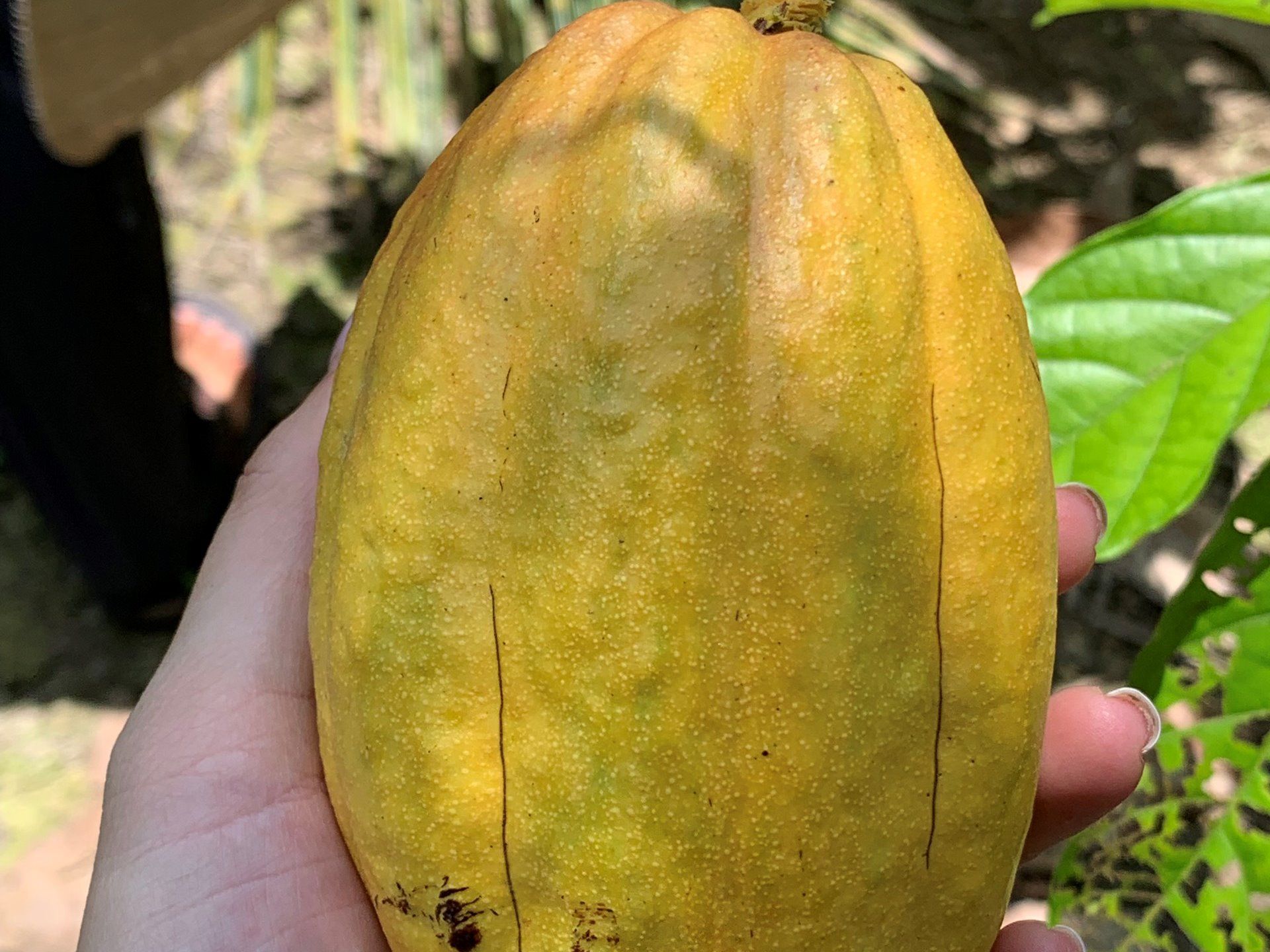 Make Chocolate at a Mekong Cocoa Farm