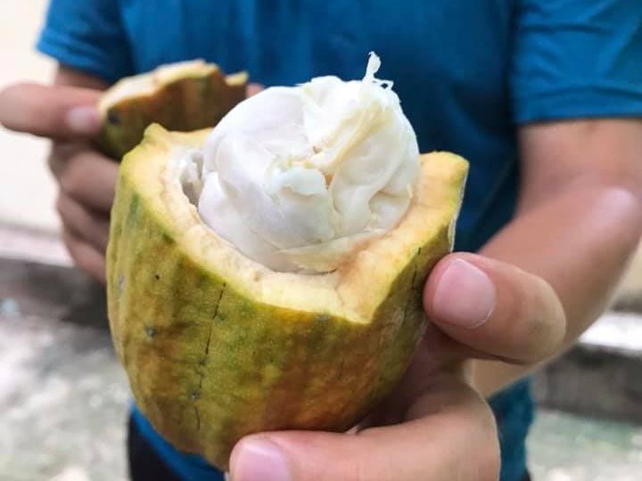 Make Chocolate at a Mekong Cocoa Farm