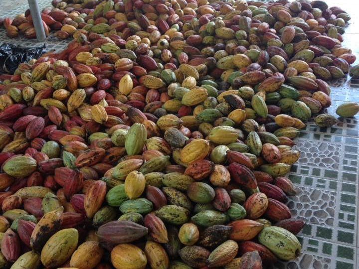 Make Chocolate at a Mekong Cocoa Farm