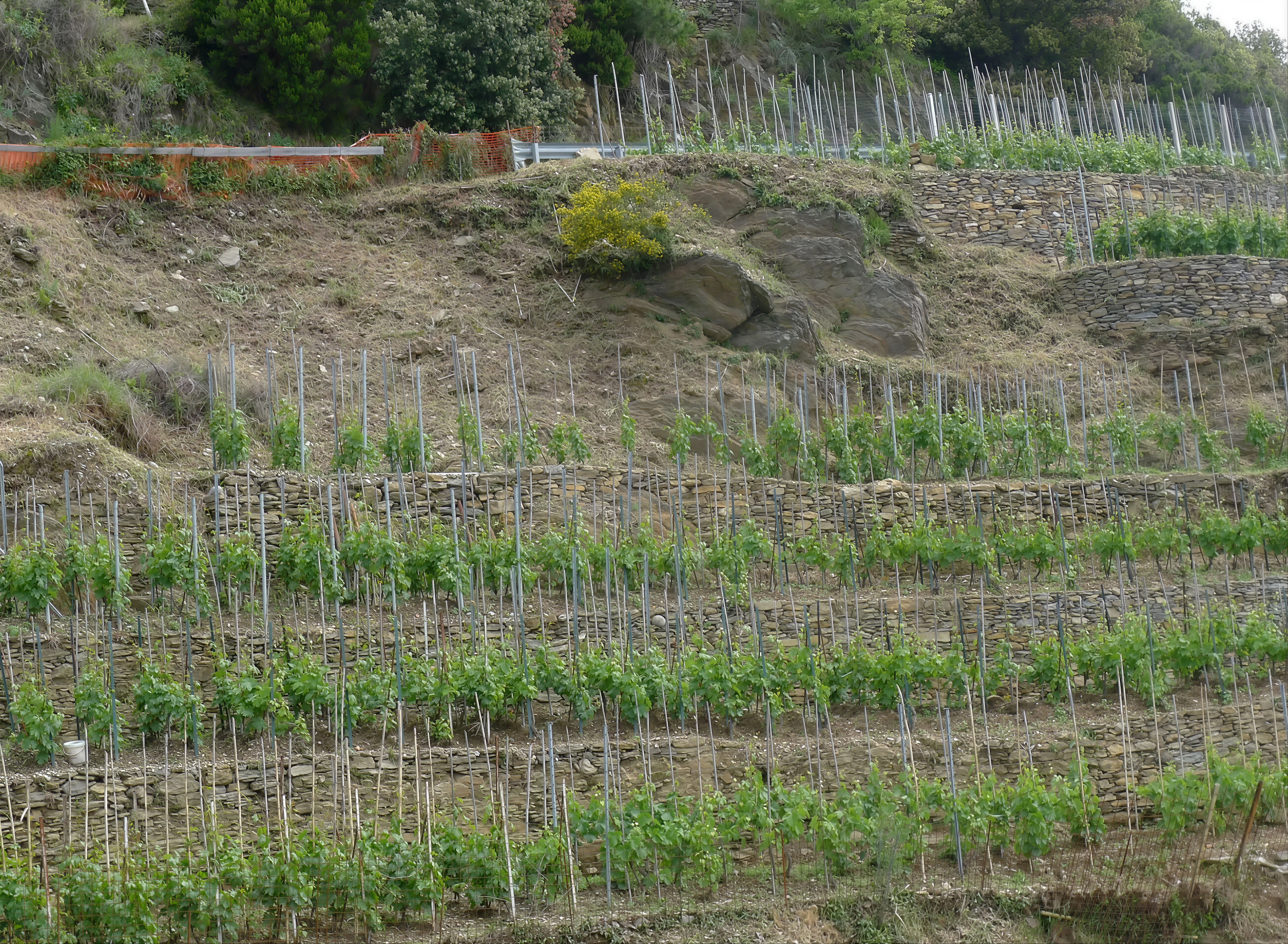 Manarola Vineyard Experience: Wine Tasting & Scenic Views
