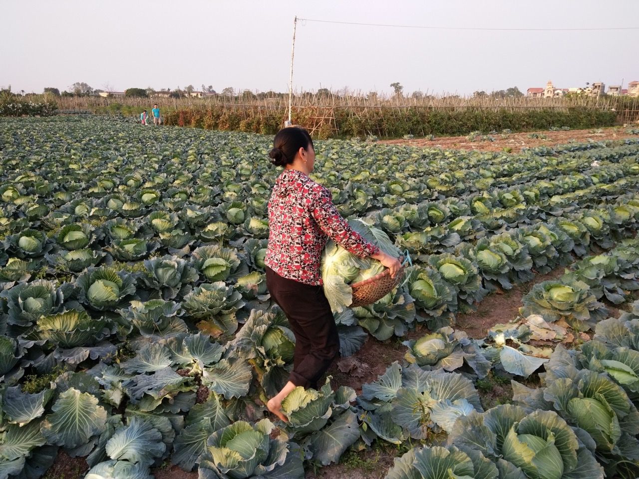Farm Tour and Private Home Cooking Class with Local Family