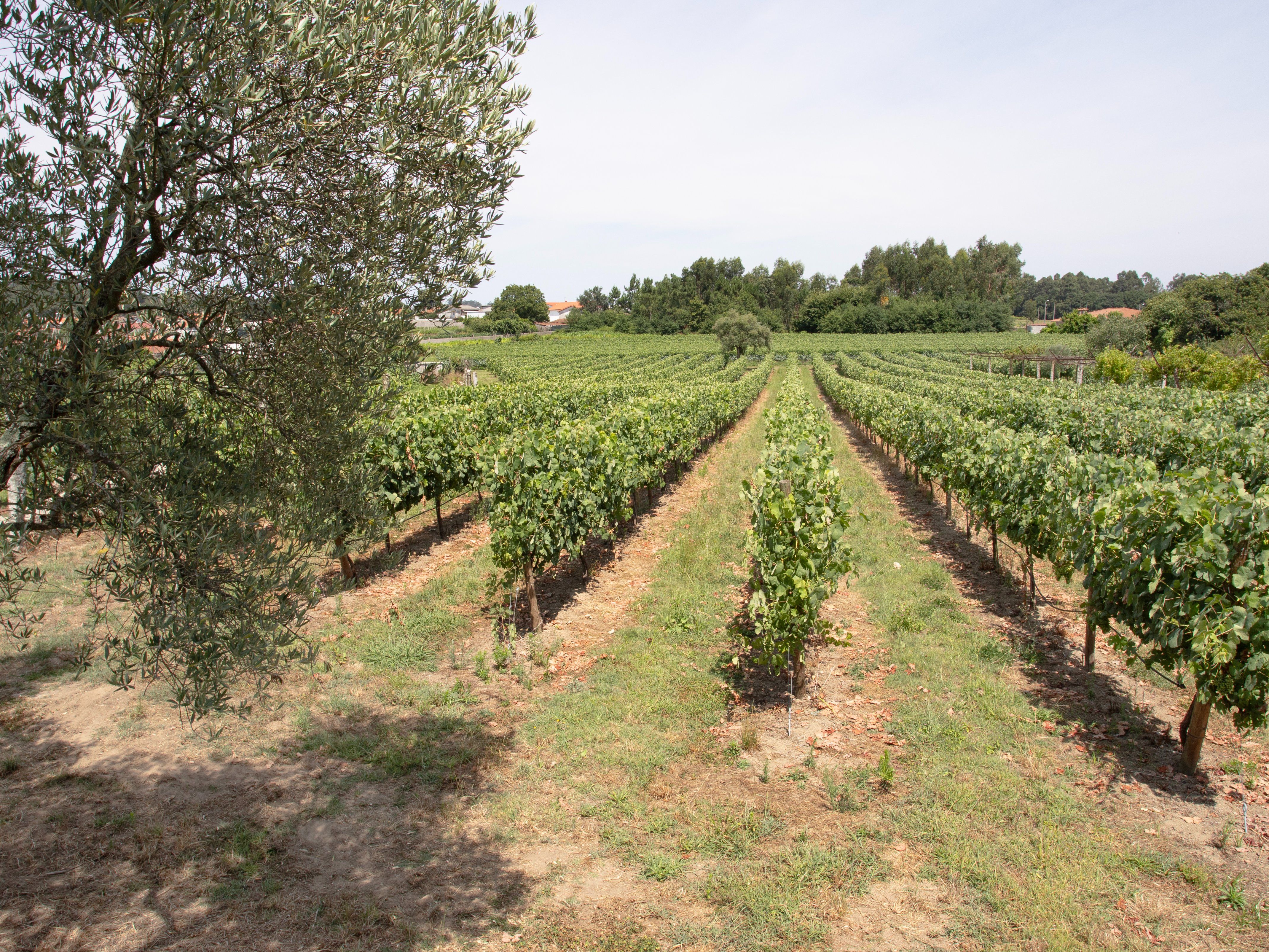 Mastering the Art of Crafting Portuguese Cuisine with a Chef