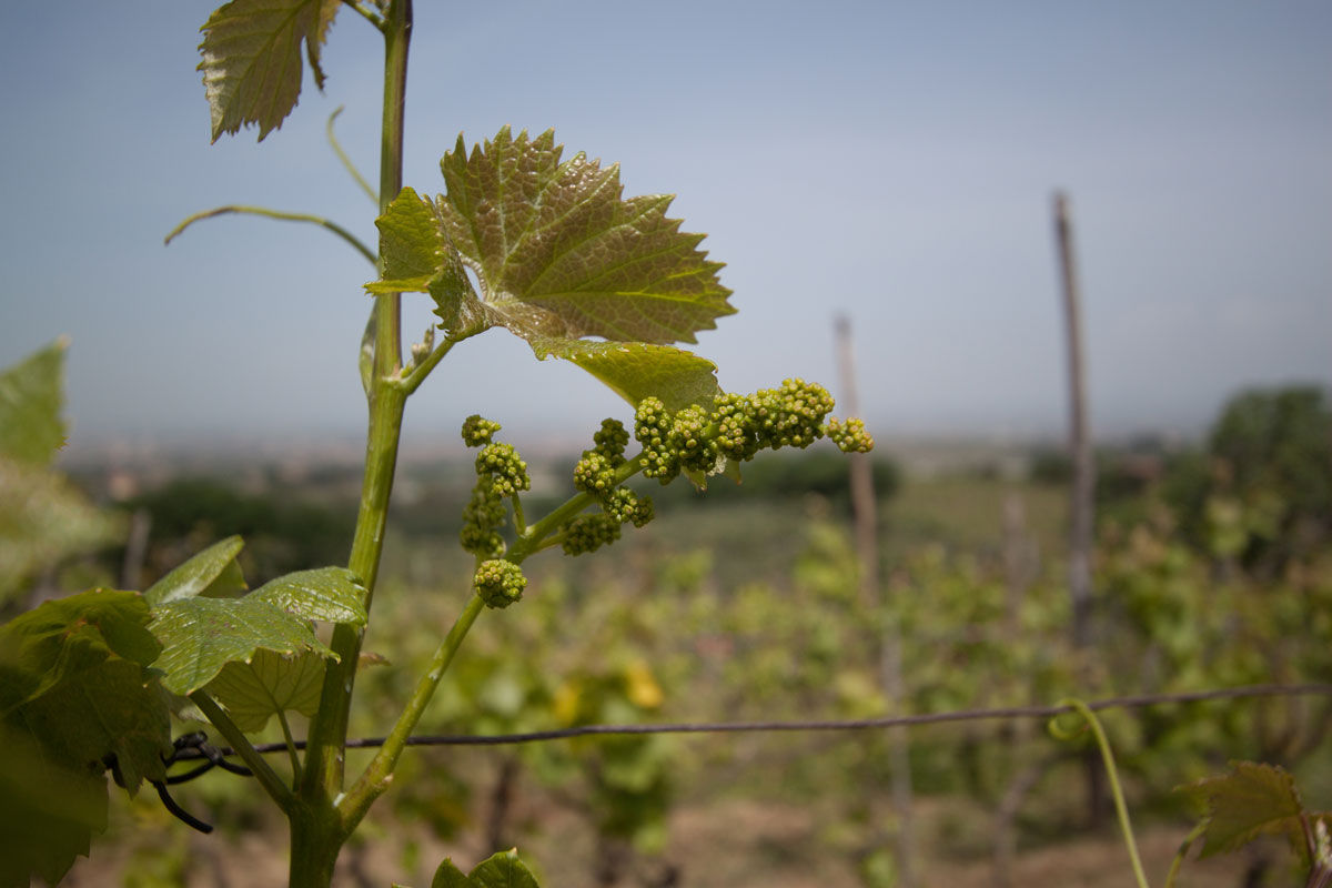 Pasta Making Class in Rome's Countryside with Winery Tour
