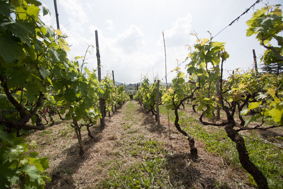 Pizza Making Class with Winery Tour & Tasting: Roman Adventure