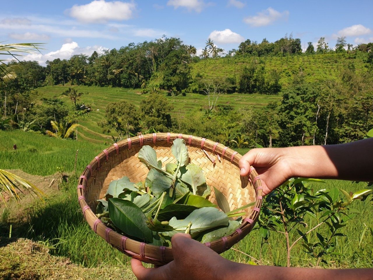 Organic and Authentic Balinese Cooking Class With Cycling in Jatiluwih Rice Terrace