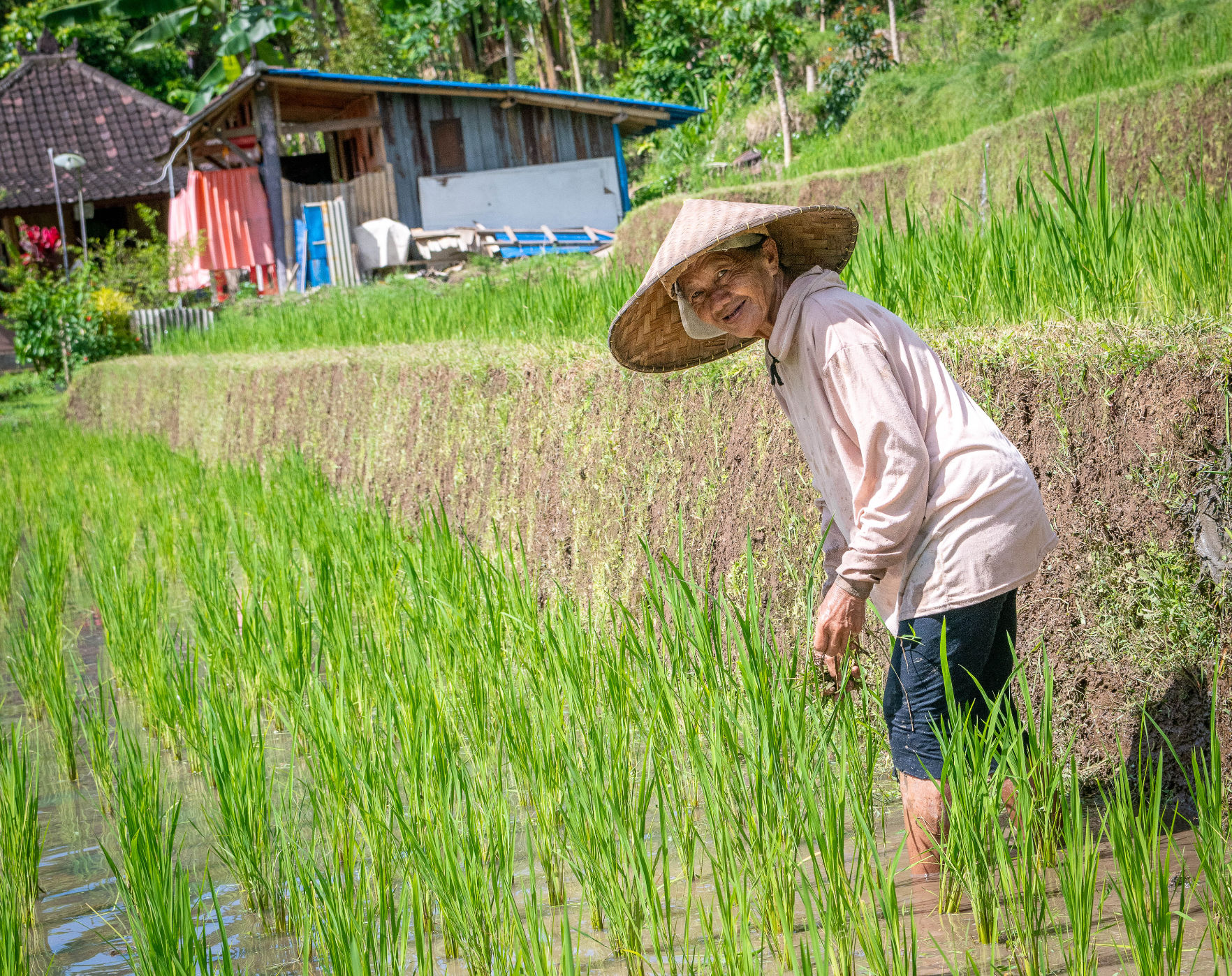 Organic and Authentic Balinese Cooking Class With Cycling in Jatiluwih Rice Terrace