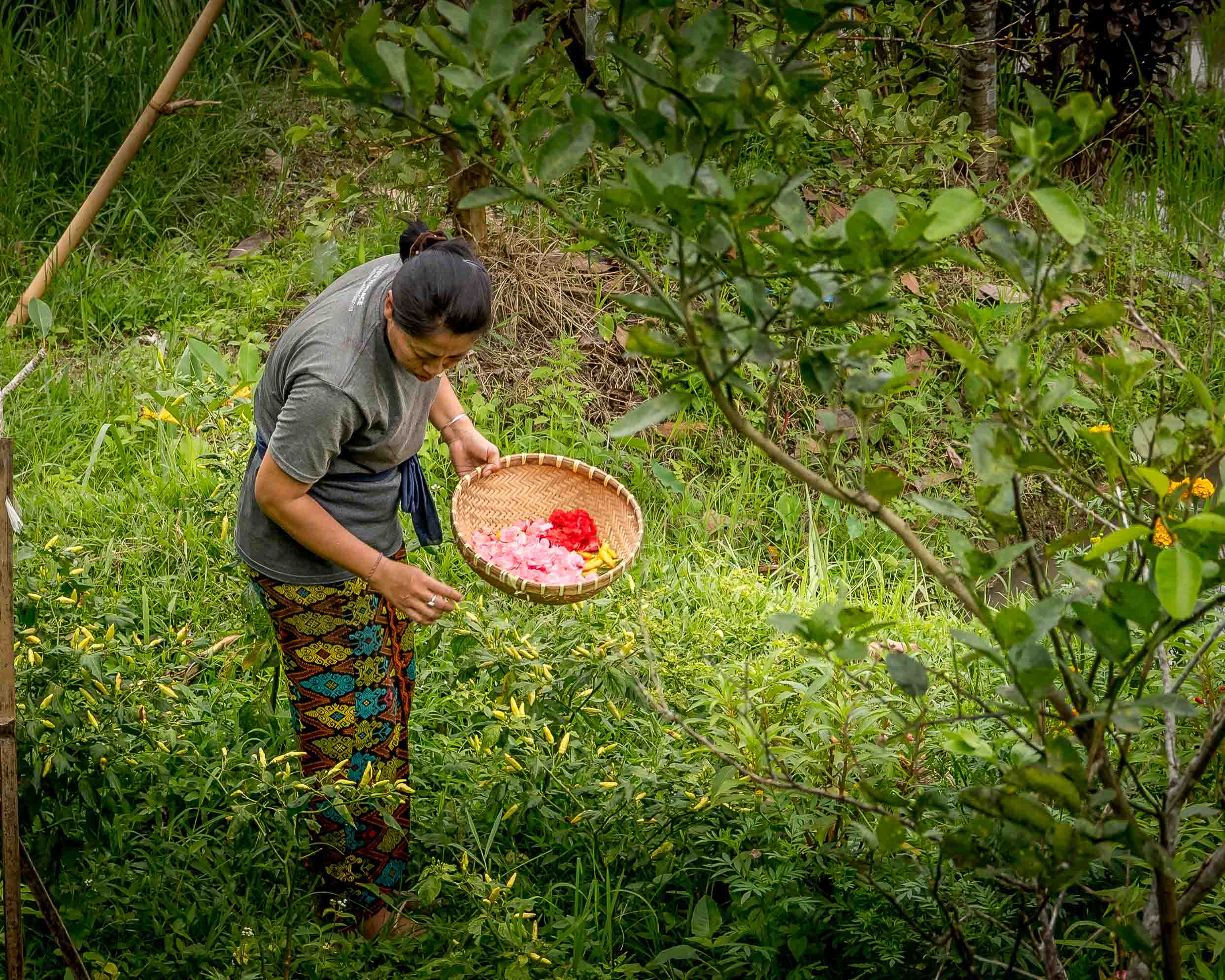 Authentic Balinese Cooking & Jatiluwih Rice Terrace Trek (Cooking Class + 1 Night)