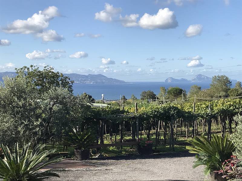 Organic "Classico" Wine Tasting with Lunch on Mount Vesuvius