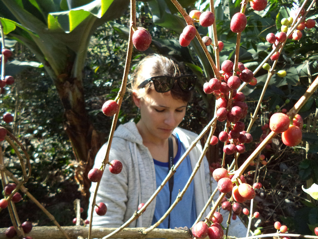 Spend a Day with the Locals at an Organic Coffee Farm