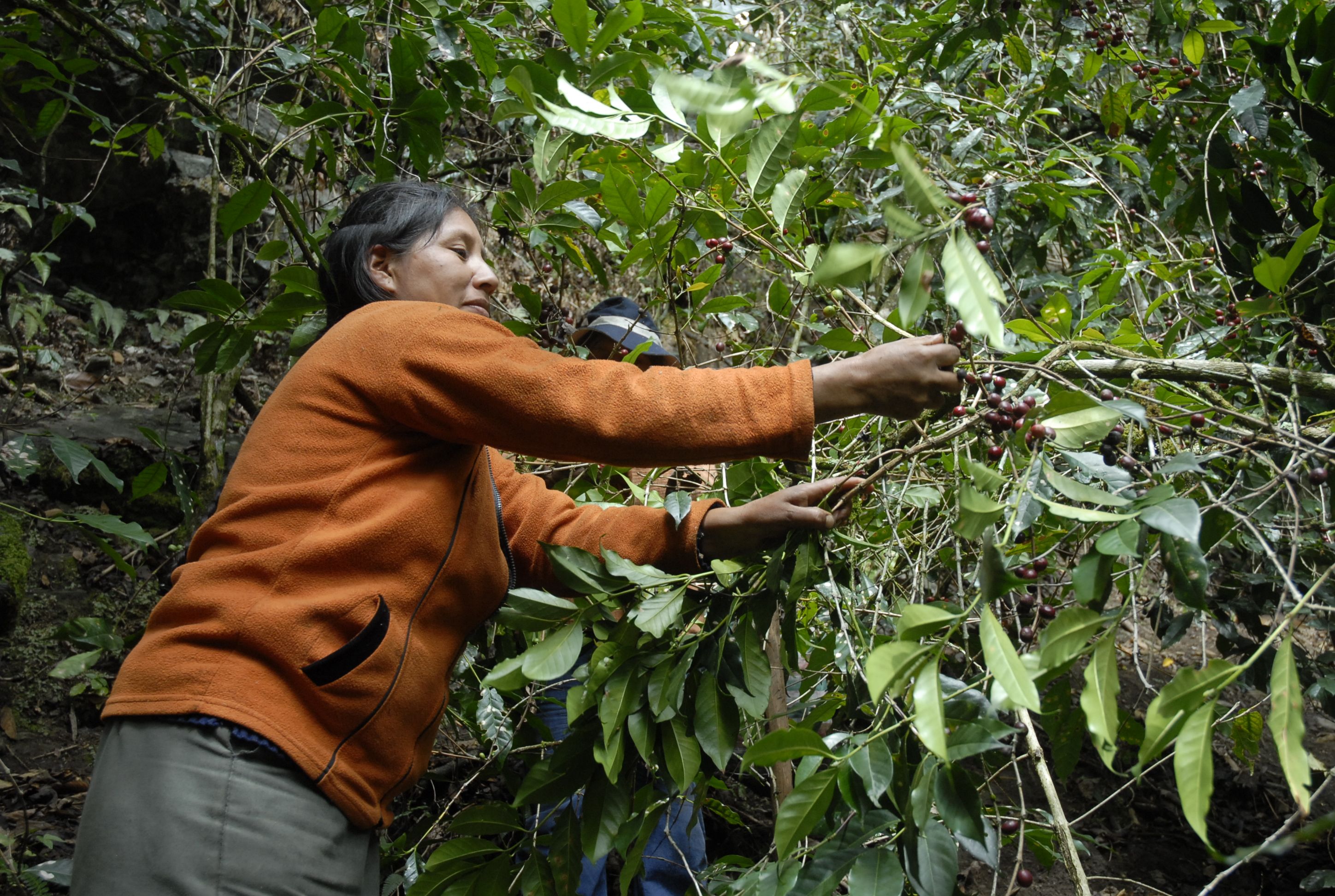 Spend a Day with the Locals at an Organic Coffee Farm
