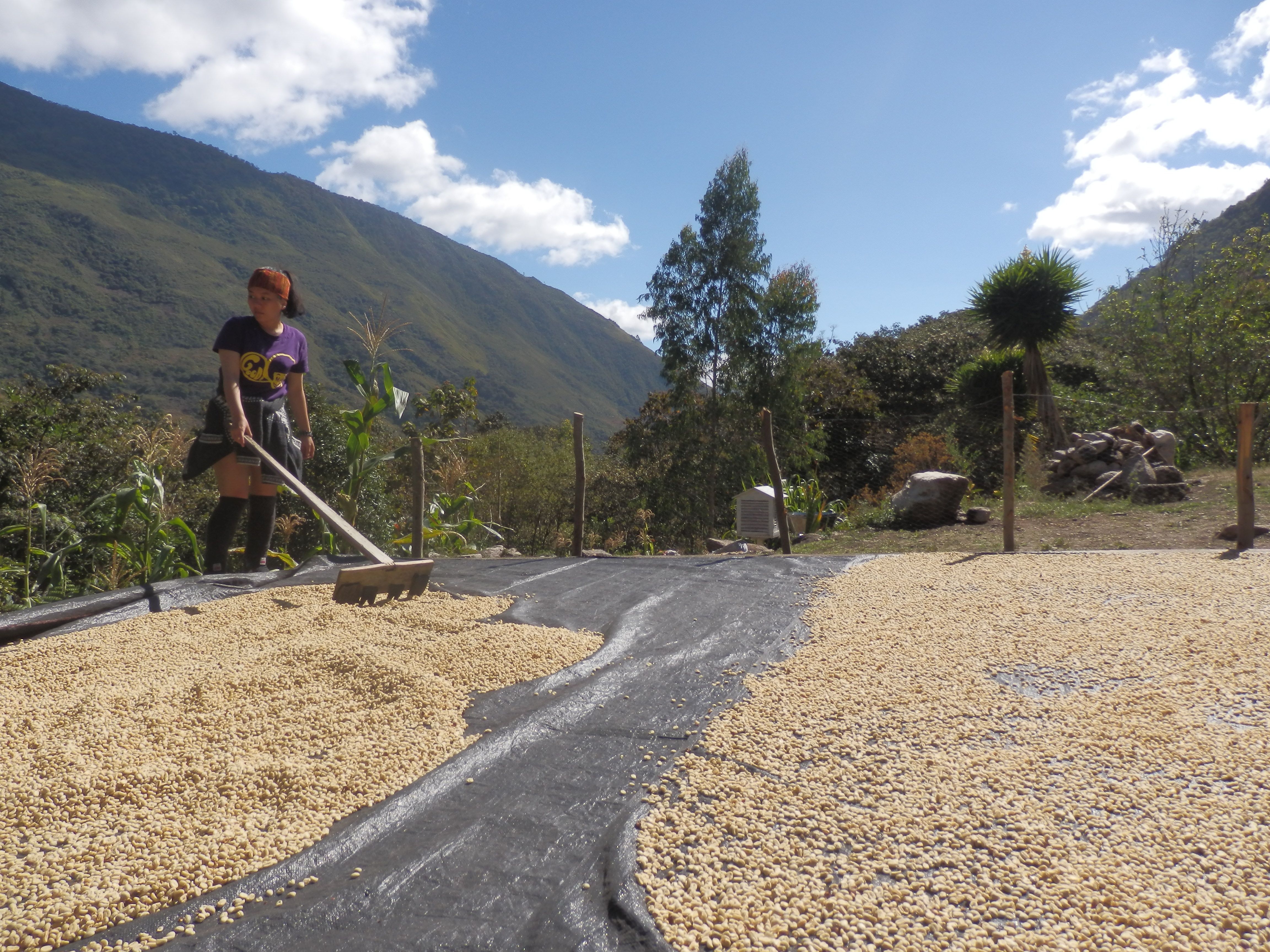 Spend a Day with the Locals at an Organic Coffee Farm