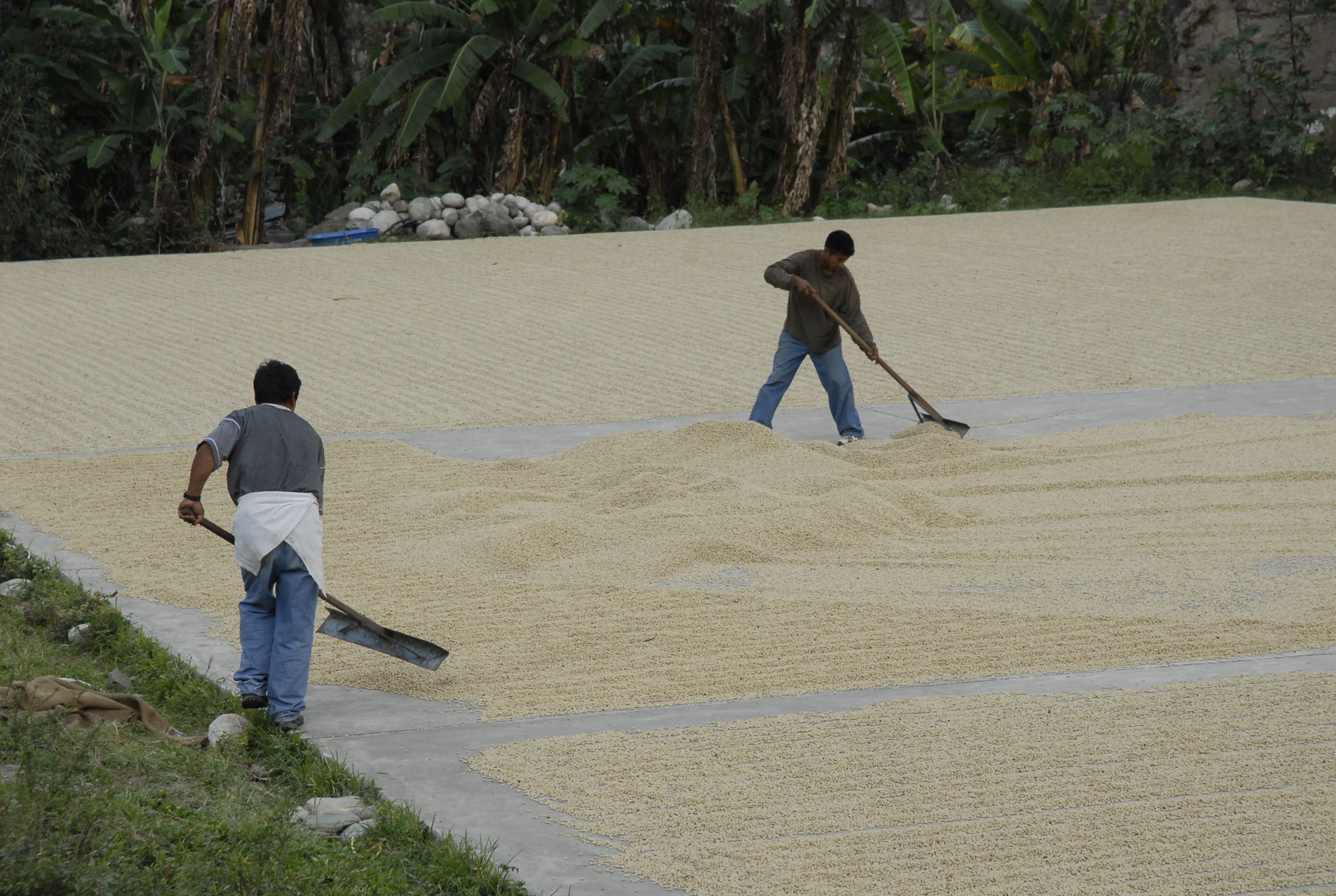 Spend a Day with the Locals at an Organic Coffee Farm