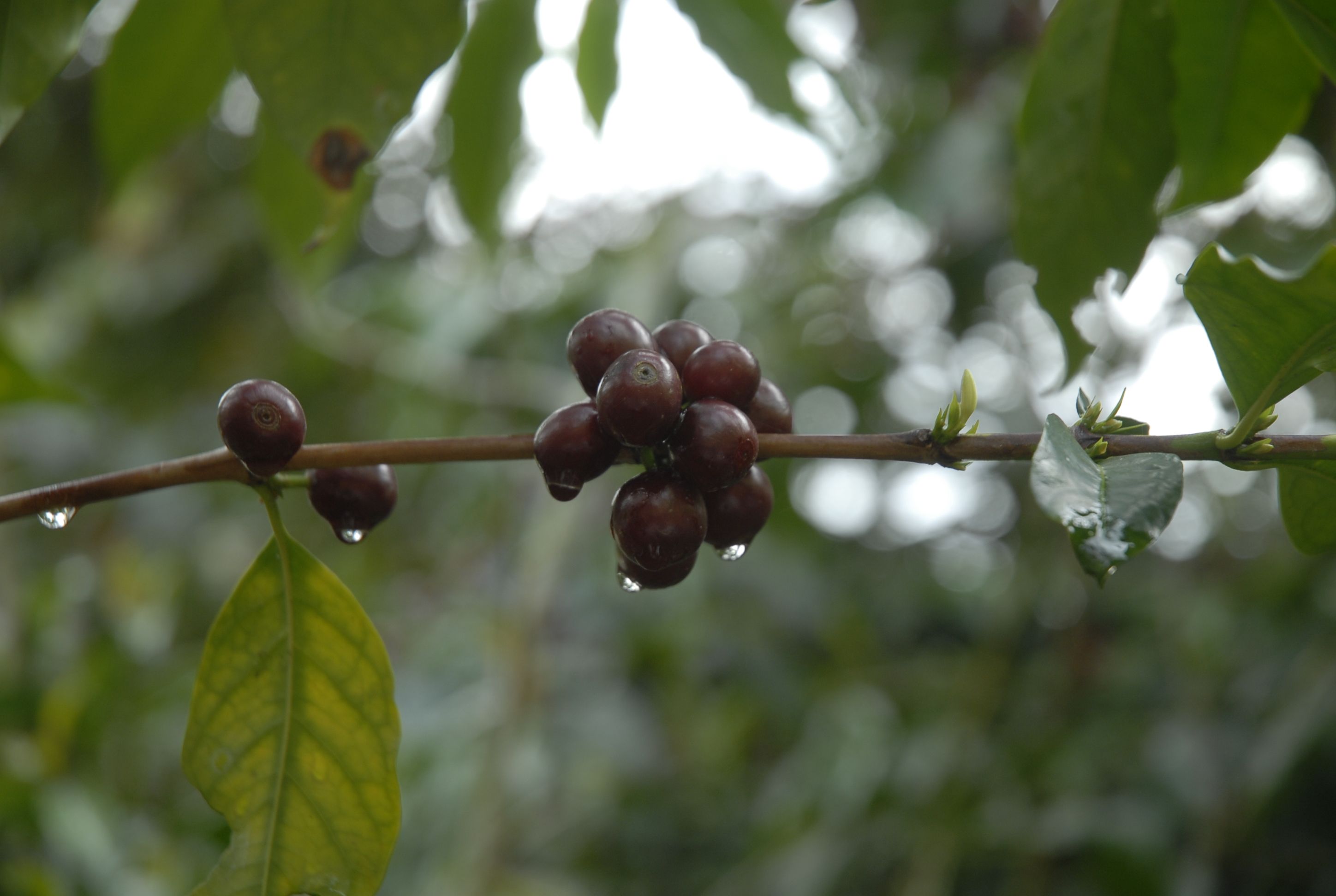 Spend a Day with the Locals at an Organic Coffee Farm