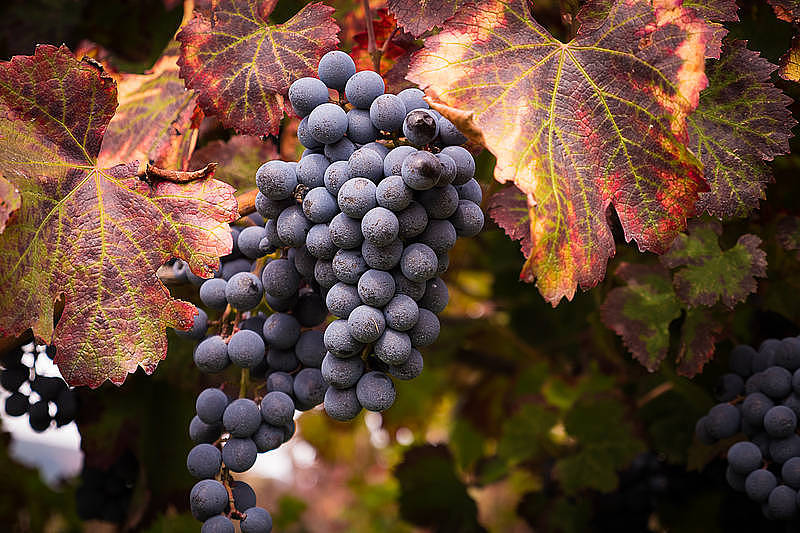 Organic "Superiore" Wine Tasting with Lunch on Vesuvius