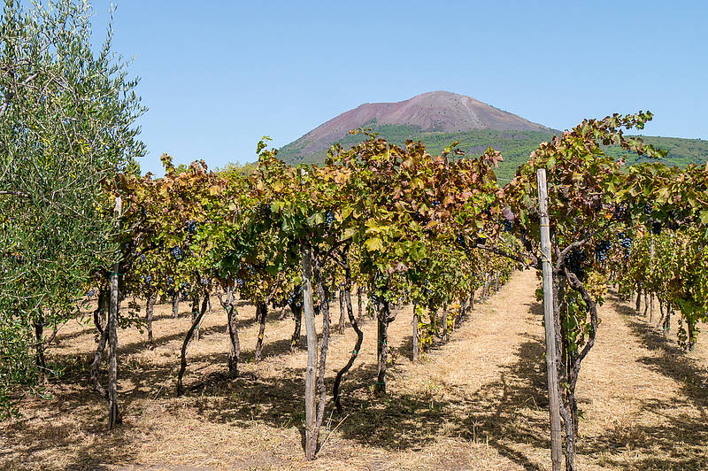 Organic "Superiore" Wine Tasting with Lunch on Vesuvius