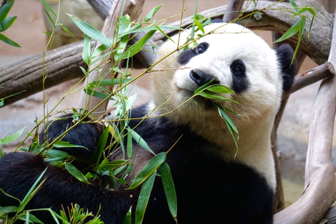 Panda Breeding Base Visit & Sichuan Cooking Class: Private One-day Trip