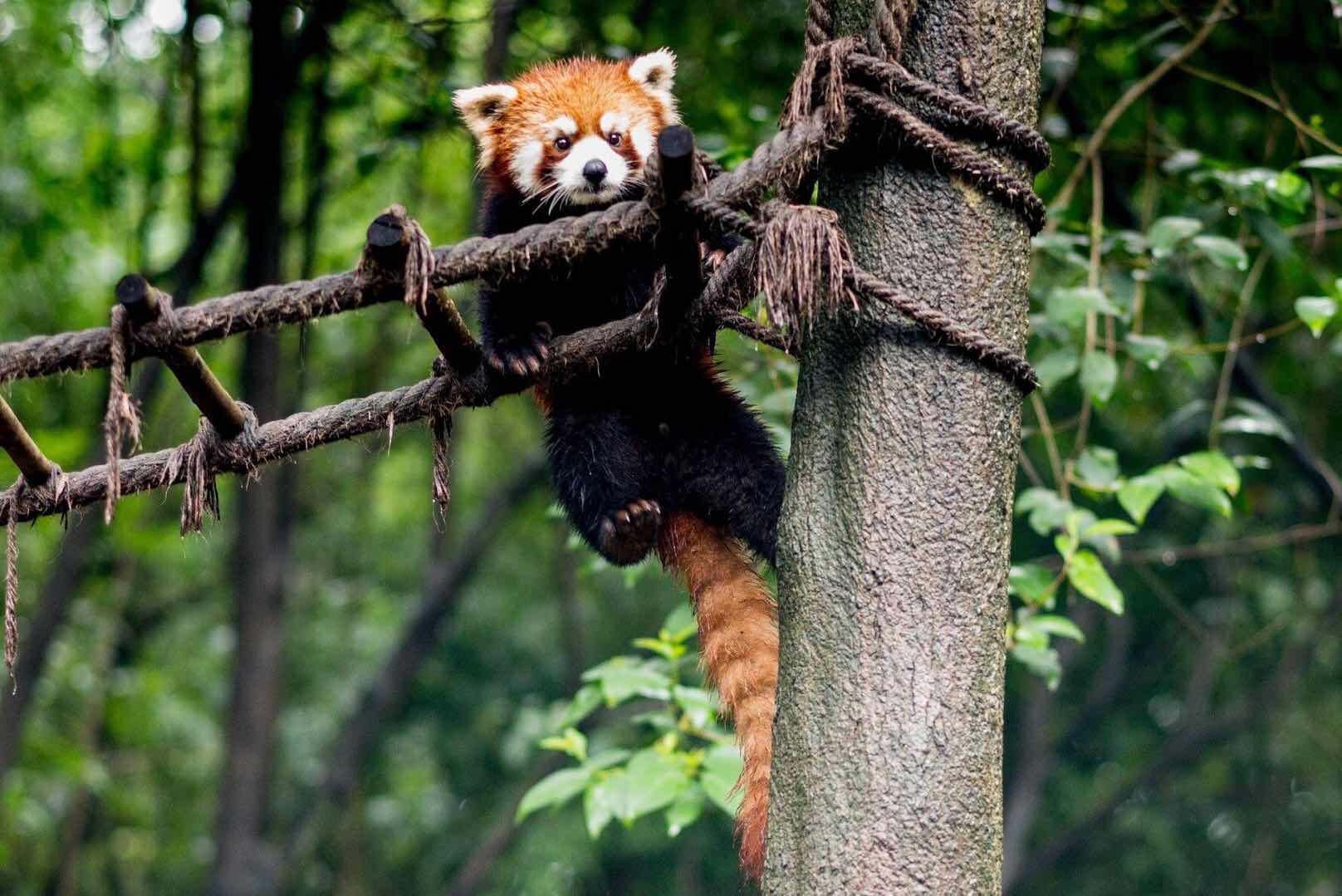 Panda Breeding Base Visit & Sichuan Cooking Class: Private One-day Trip