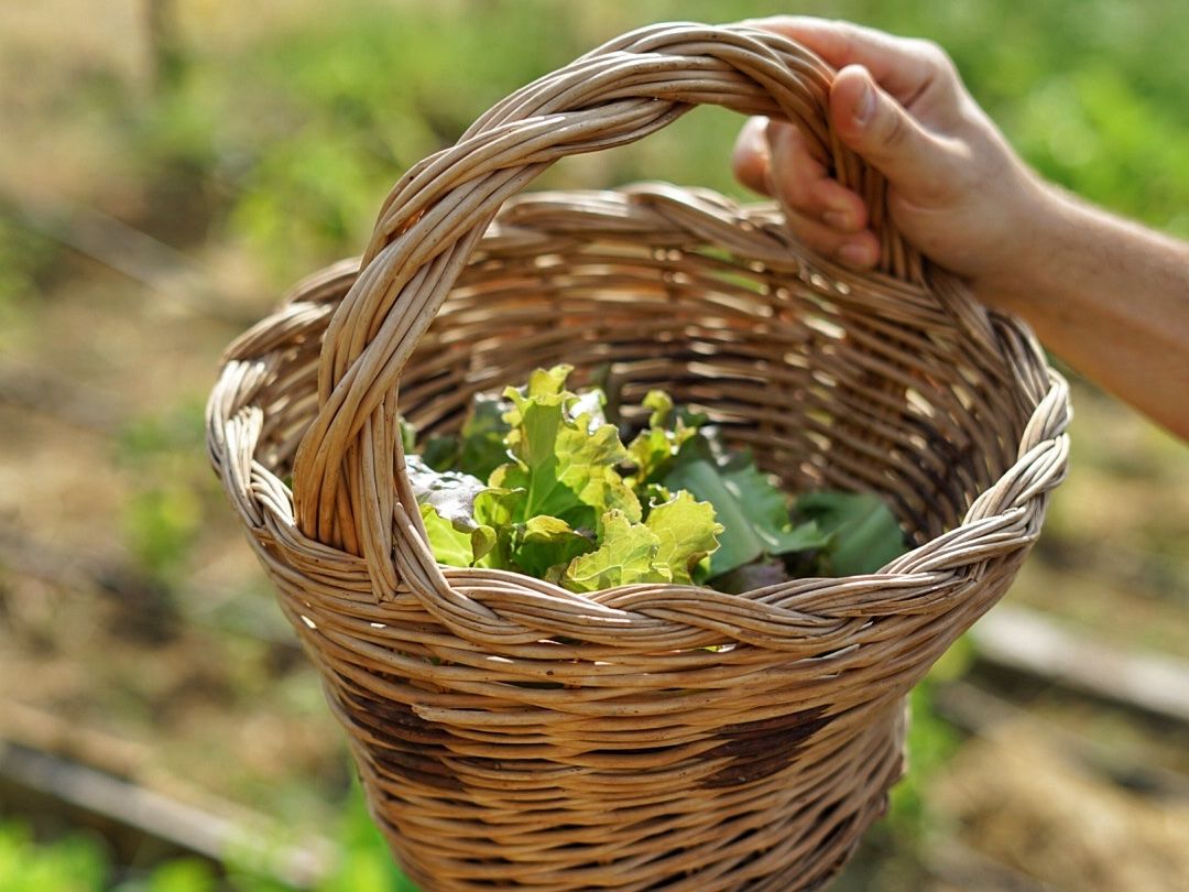 Experience Harvesting Vegetables and Pasta Culinary Class at a Tuscan Villa