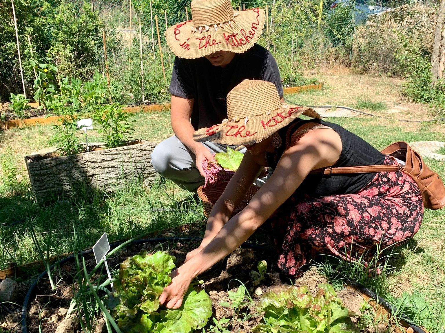 Experience Harvesting Vegetables and Pasta Culinary Class at a Tuscan Villa