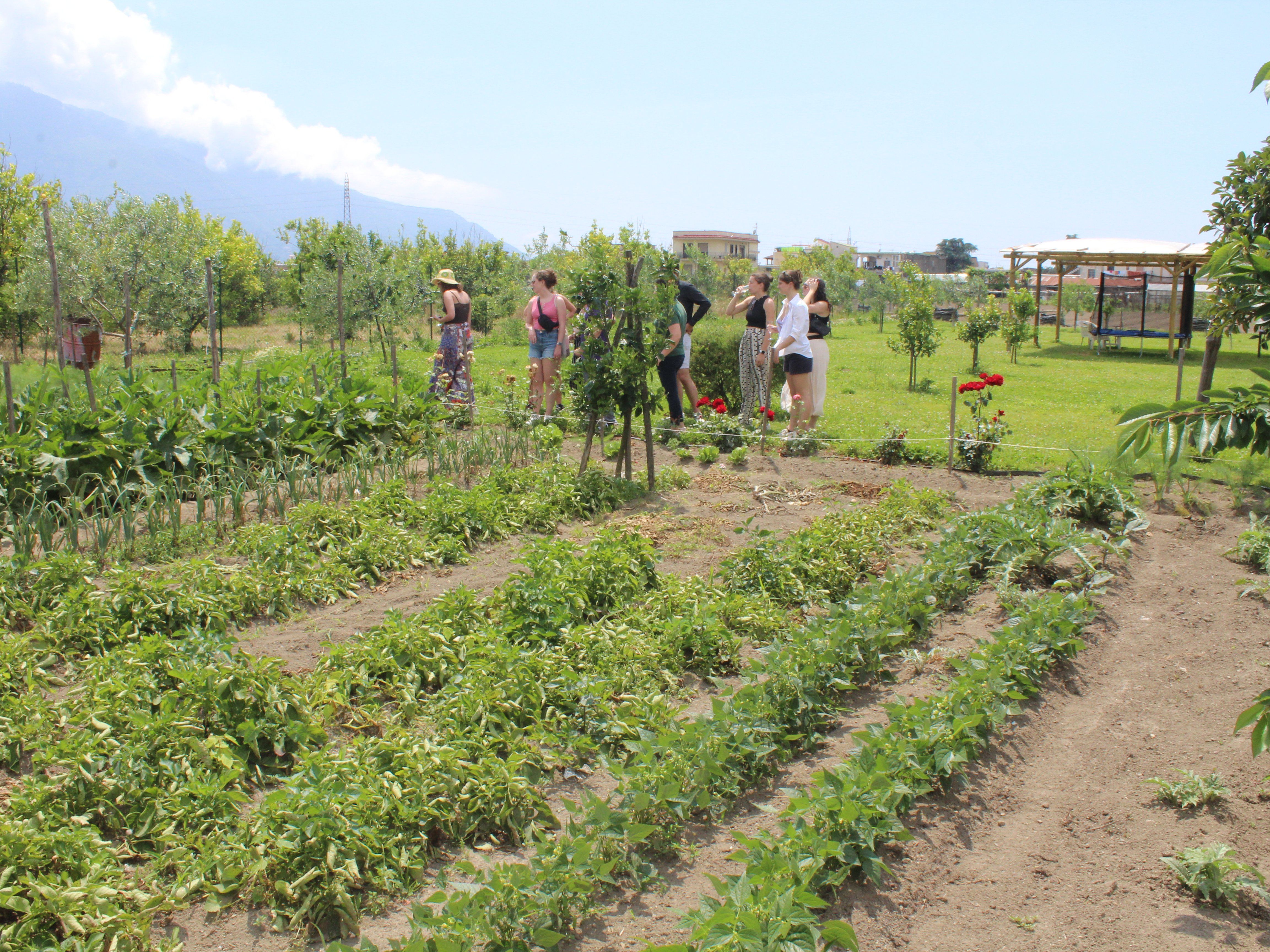 Pompei Culinary Class: Fresh Pasta and Wine Tasting