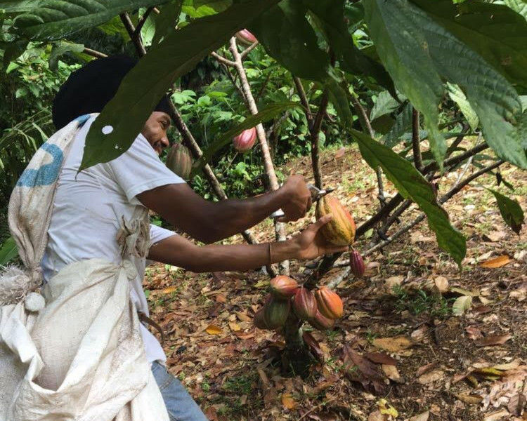Rainforest Tasting Experience: An Adventure Through the Flavors of the Jungle