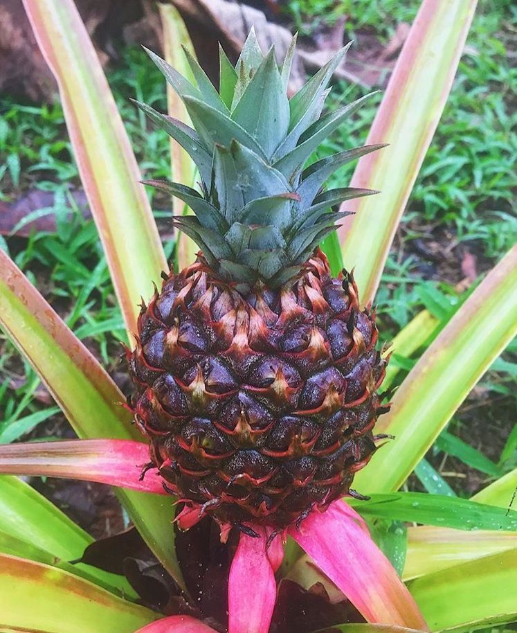 Rainforest Tasting Experience: An Adventure Through the Flavors of the Jungle