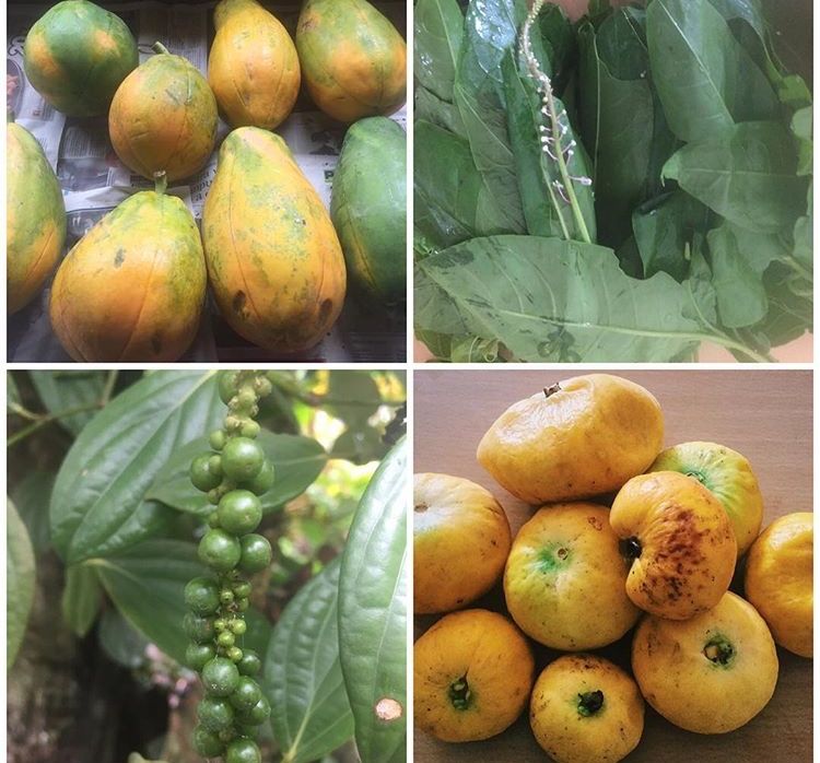 Rainforest Tasting Experience: An Adventure Through the Flavors of the Jungle