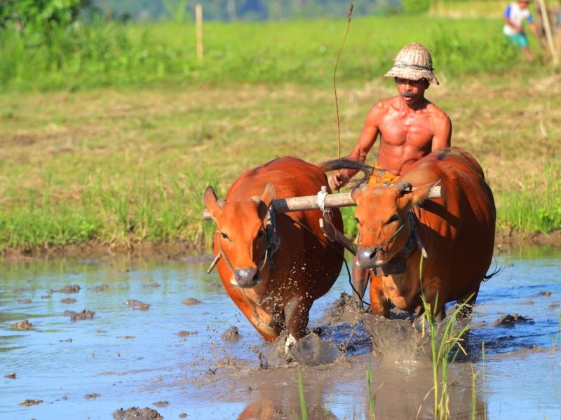 Rice Farming Experience and Cooking Class