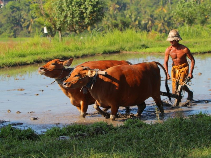 Rice Farming Experience and Cooking Class