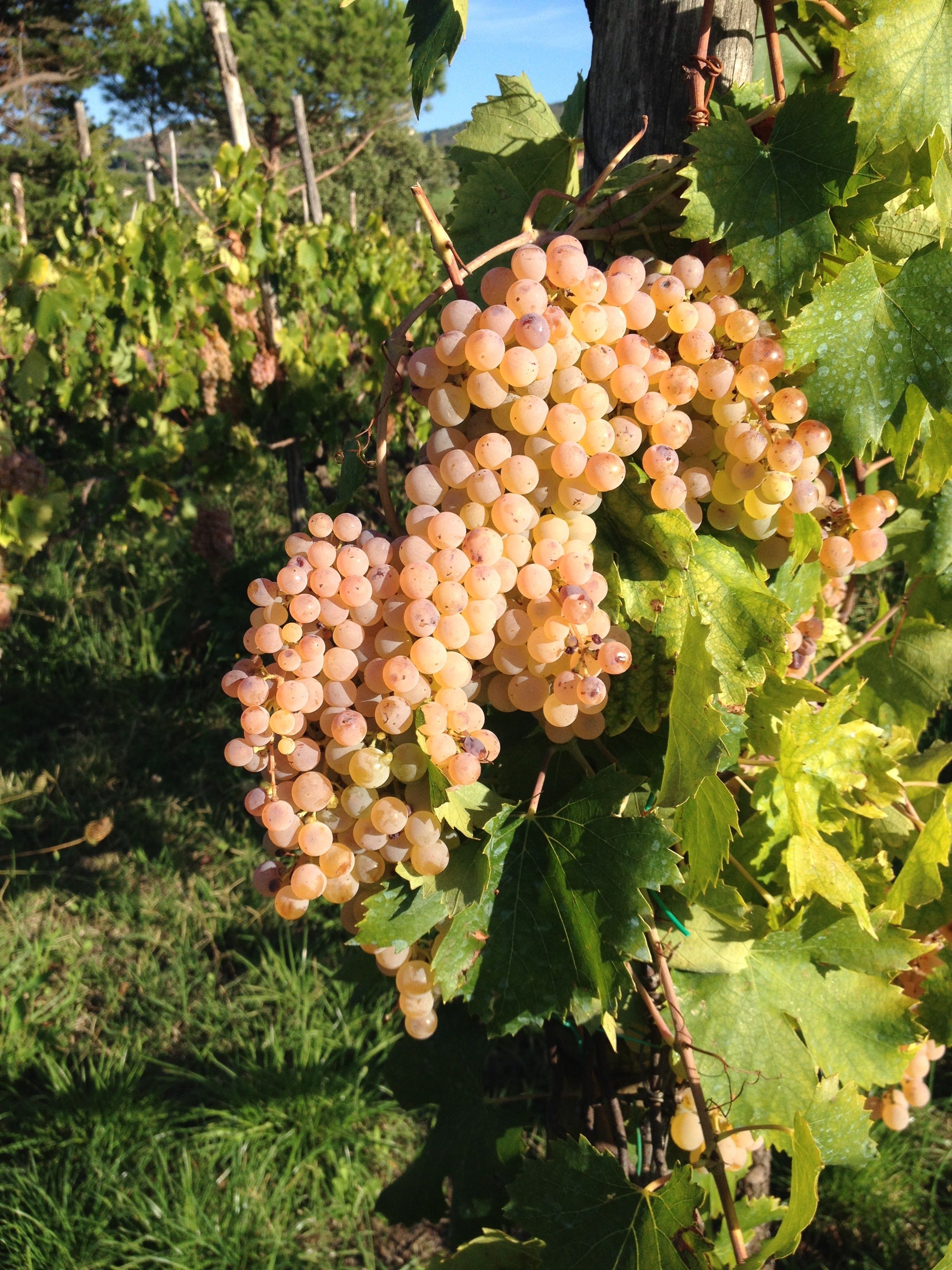 Roman Countryside Wine Tour with Lunch