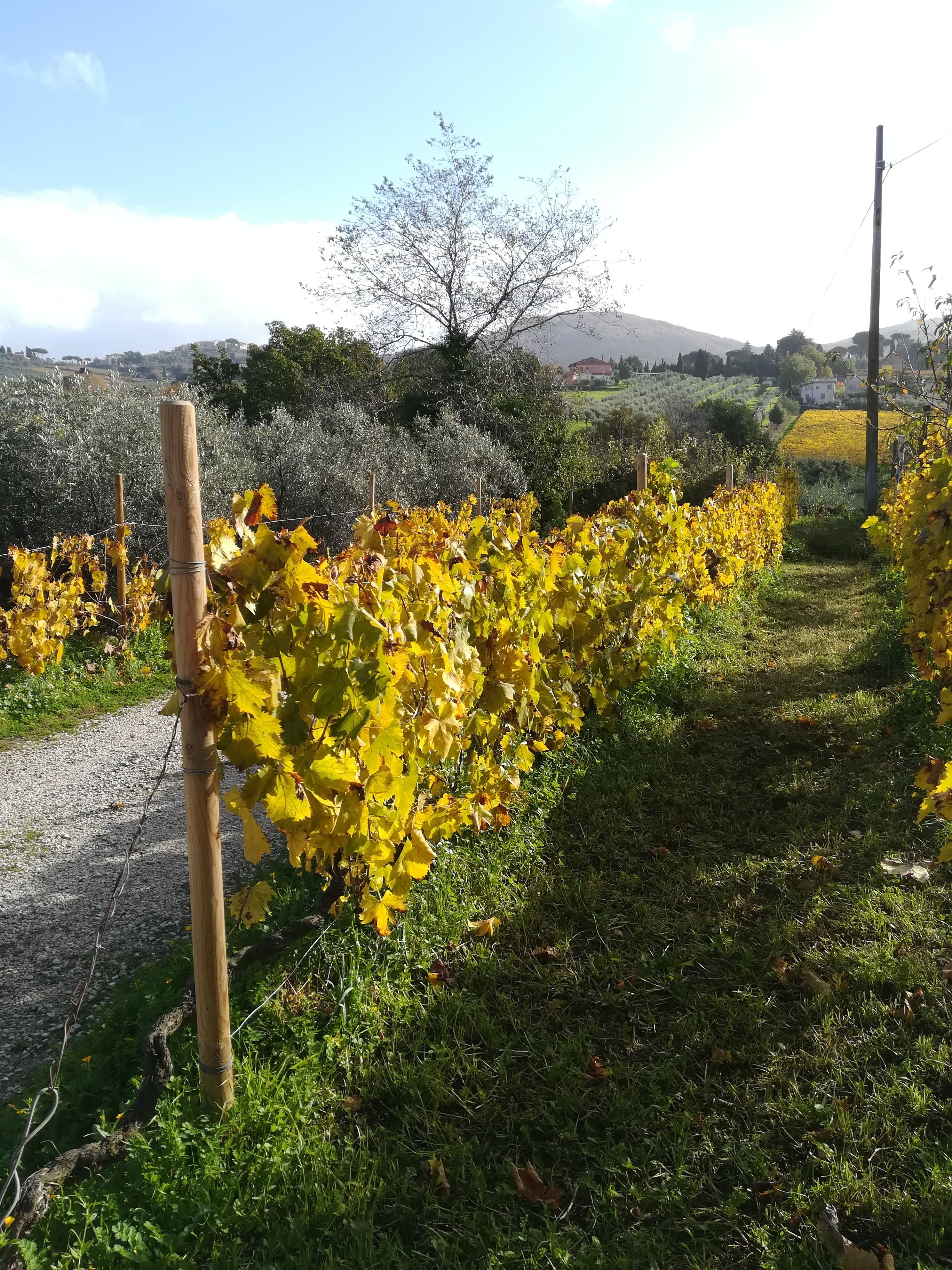 Roman Countryside Wine Tour with Lunch