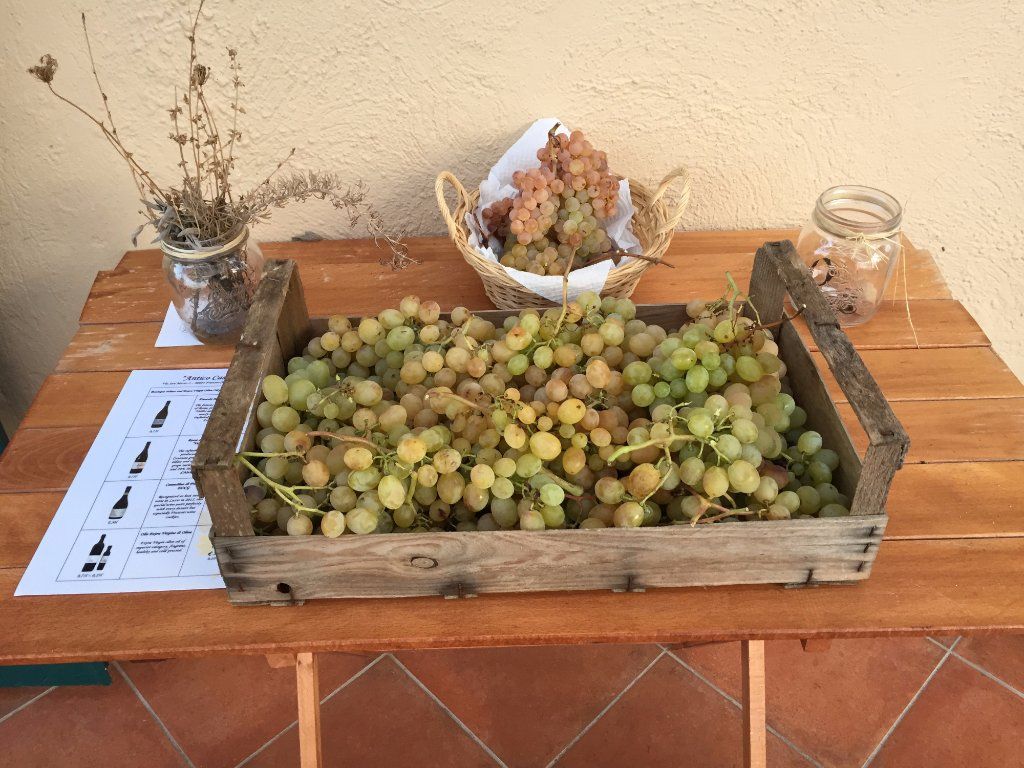 Pasta Making Class in Rome's Countryside with Winery Tour