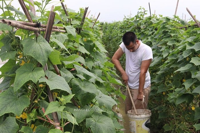 Rural Farm to Table: Farming, Market Tour and Cooking with Locals
