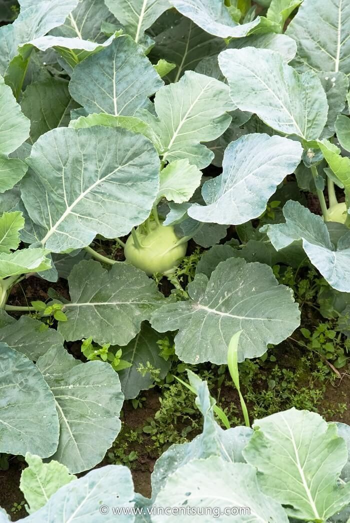 Rural Farm to Table: Farming, Market Tour and Cooking with Locals