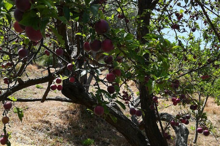 Sicilian Culinary Experience at the Country House