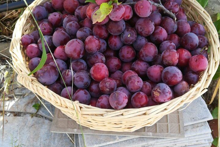 Sicilian Culinary Experience at the Country House