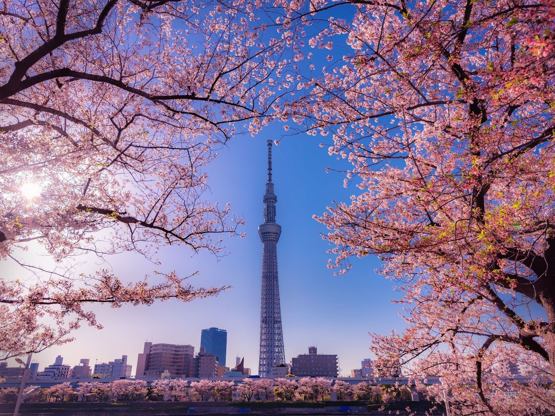 Sushi Making Masterclass in Tokyo: Learn Techniques from Experts in Asakusa